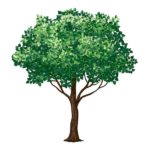 tree1 tree1